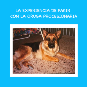 Cómo proteger a mi perro de la oruga procesionaria: La experiencia de Fakir
