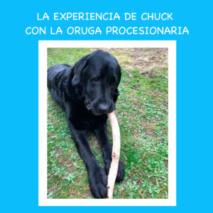 Cómo proteger a mi perro de la oruga procesionaria: La experiencia de Chuck