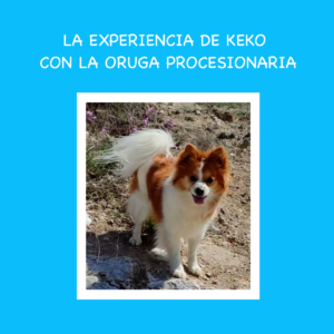 Cómo proteger a mi perro de la oruga procesionaria: La experiencia de Keko