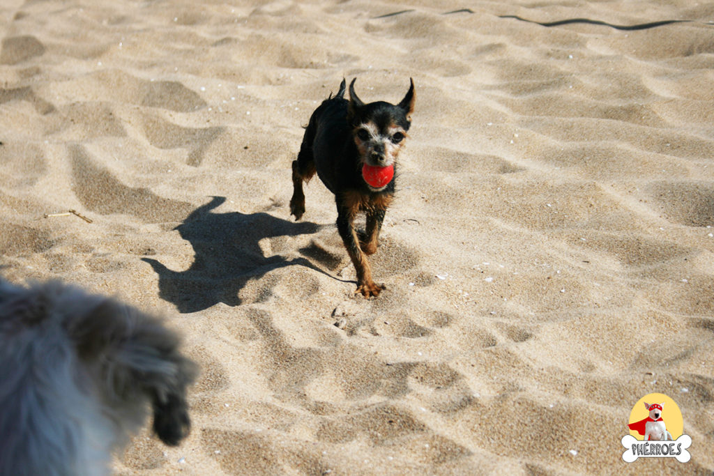 Perro jugando en la playa